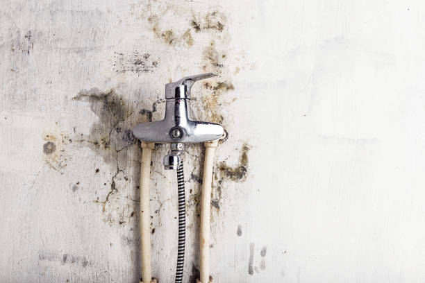 Best Commercial Mold Remediation in Johnston City, IL
