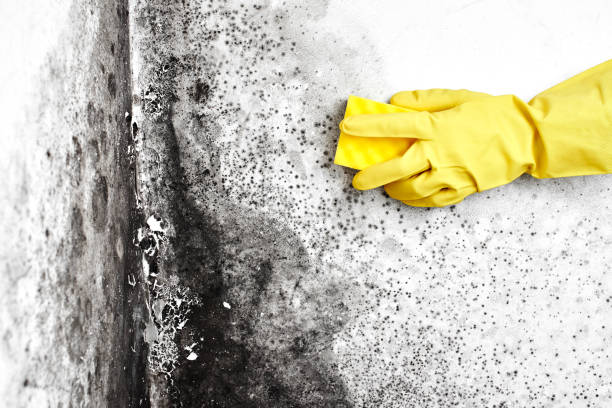Johnston City, IL Mold Remediation Company