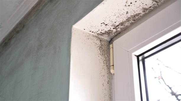 Best Mold Testing and Inspection Services in Johnston City, IL