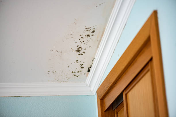 Best DIY Mold Remediation Support Services in Johnston City, IL