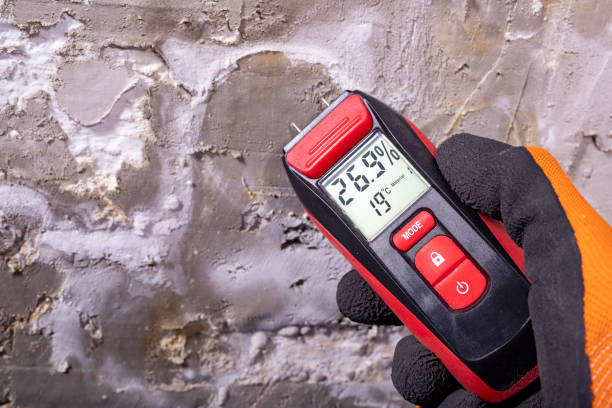 Best Kitchen Mold Remediation in Johnston City, IL