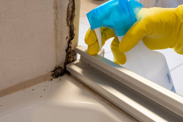 Best Mold Remediation for Specific Building Types in Johnston City, IL
