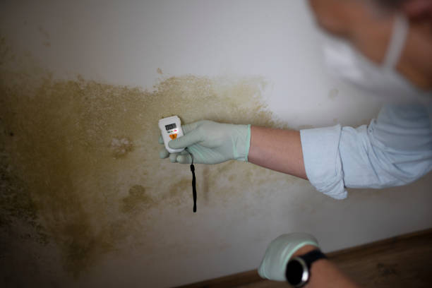 Best Emergency Mold Remediation in Johnston City, IL