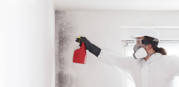 Best Bathroom Mold Remediation in Johnston City, IL