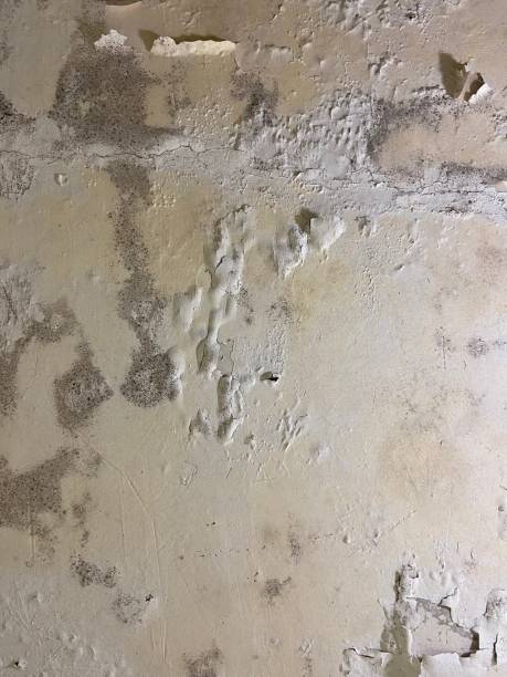 Best Black Mold Remediation in Johnston City, IL