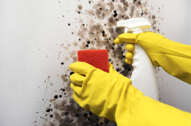 Best HVAC Mold Remediation in Johnston City, IL