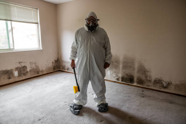 Best White Mold Remediation in Johnston City, IL