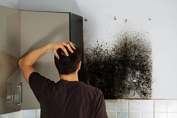 Best Localized Mold Remediation (e.g., coastal areas, humid climates) in Johnston City, IL