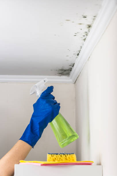 Best Residential Mold Remediation in Johnston City, IL